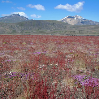 To Þórsmörk - Sheep's sorrel